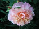 PICT0002.webp