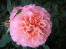 PICT0004.webp
