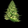 Weihnachtsbaum.webp