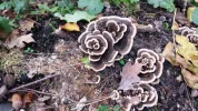 20181009_170026.webp