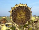 herbstsonne.webp