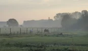 herbstnebel.webp