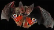 dark-vampyre de.webp