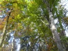 SAM_1728.webp
