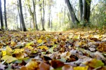 pic (49).webp