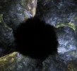 Devils eye.webp