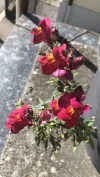 A21548AE-BF5A-46F4-BD74-EABBEA8AA715.webp