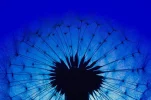 dandelion-3199372_1920.webp