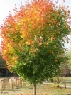 IMG_9395.webp