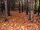 SAM_2040.webp
