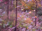 SAM_2037.webp