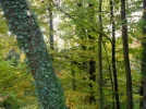 SAM_2032.webp
