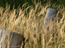 Wind.webp