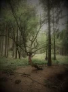 Baum.webp