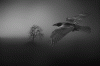 3 nebel und rabe.gif