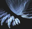FABERGE 021118_1.webp