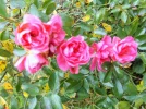 DSCF0842 (2).webp