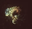 FABERGE 051118_9.webp