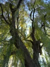 SAM_2068.webp