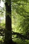 4569.webp