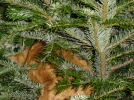 Bel Ami Tannenbaum.webp