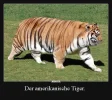 3 der amerikanische tiger.jpg