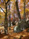 CIMG5179.webp