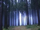 CIMG5251.webp