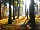 CIMG5417.webp
