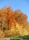 008.webp