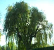 SAM_2063.webp