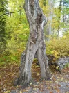SAM_2089.webp