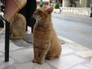 A006617.webp