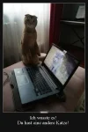 3 andere Katze.webp