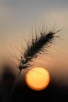 K800_DSC_7065.webp
