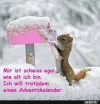 3 Eichi  Adventskalender1.webp
