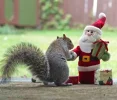 1 1 A weihnachtseichi.webp
