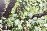 Apfelbaum.webp