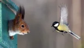 3 eichi meisenfreund.webp