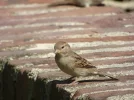 P1140812.webp