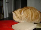 DSC00011.webp