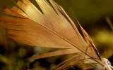 pic (62).webp