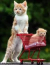 FB_IMG_1543469368762.webp