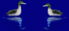 1 enten sprühen.gif