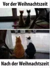 FB_IMG_1543928548401.webp