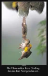 4 Nestling Rettung.webp
