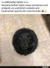 4 Hund 4656642c2e5637622e9e20bbe42147266325.webp