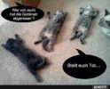 4  Katzen totstellen.webp