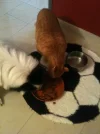 miki+max.webp