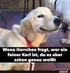 4 wenn herrchen fragt.webp